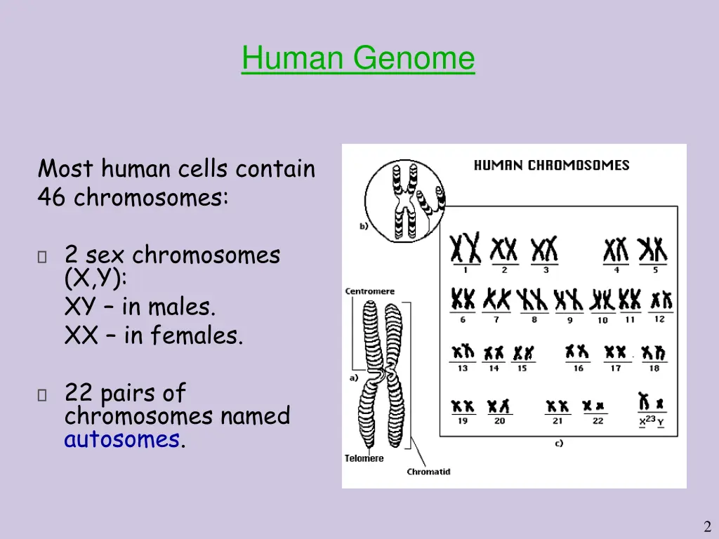 human genome