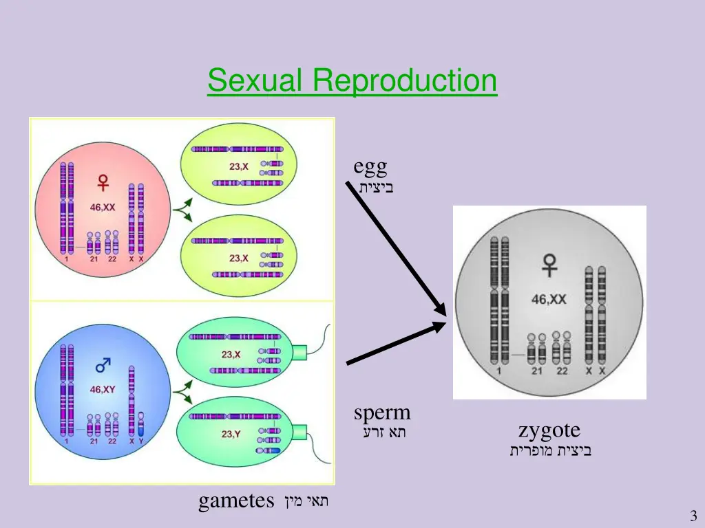 sexual reproduction