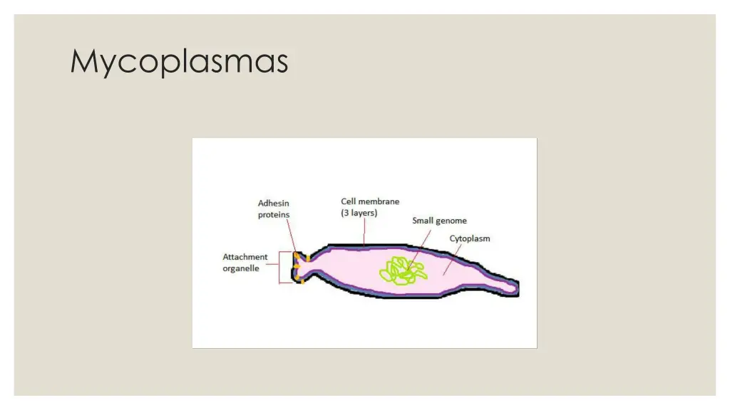 mycoplasmas 1