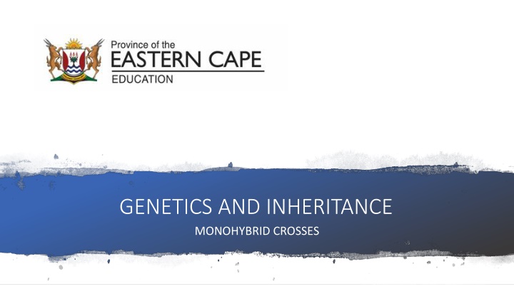 genetics and inheritance monohybrid crosses