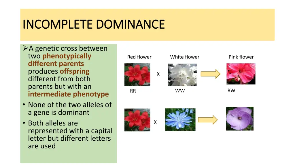 incomplete dominance incomplete dominance