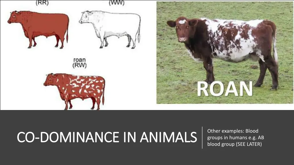 other examples blood groups in humans