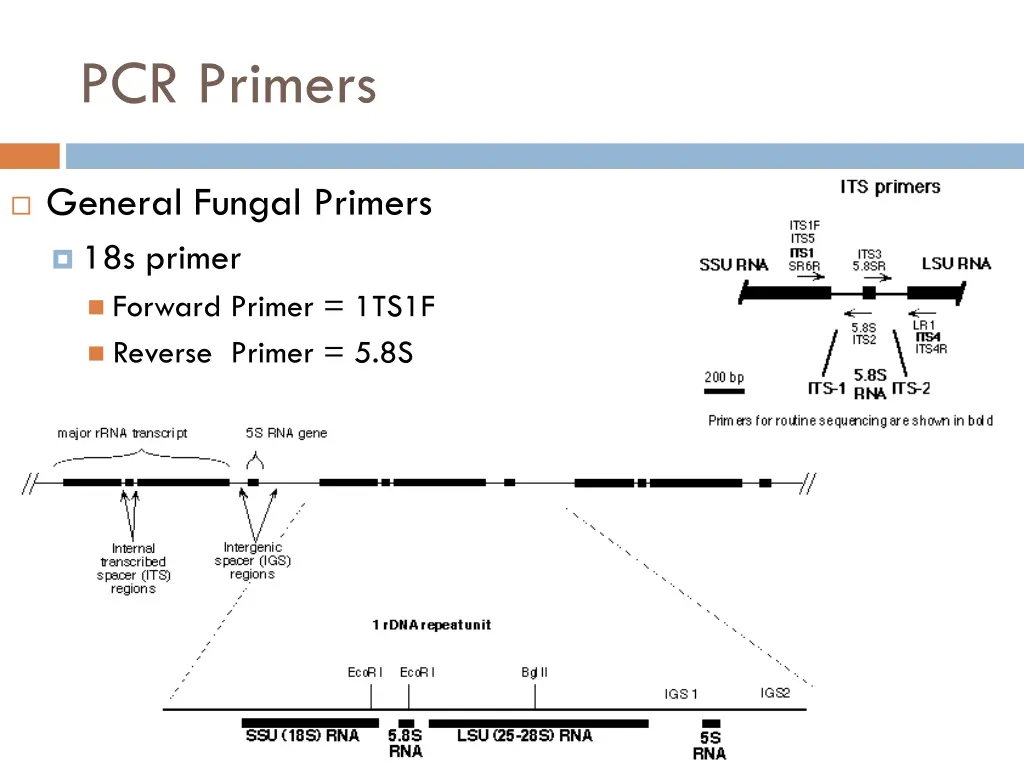 pcr primers