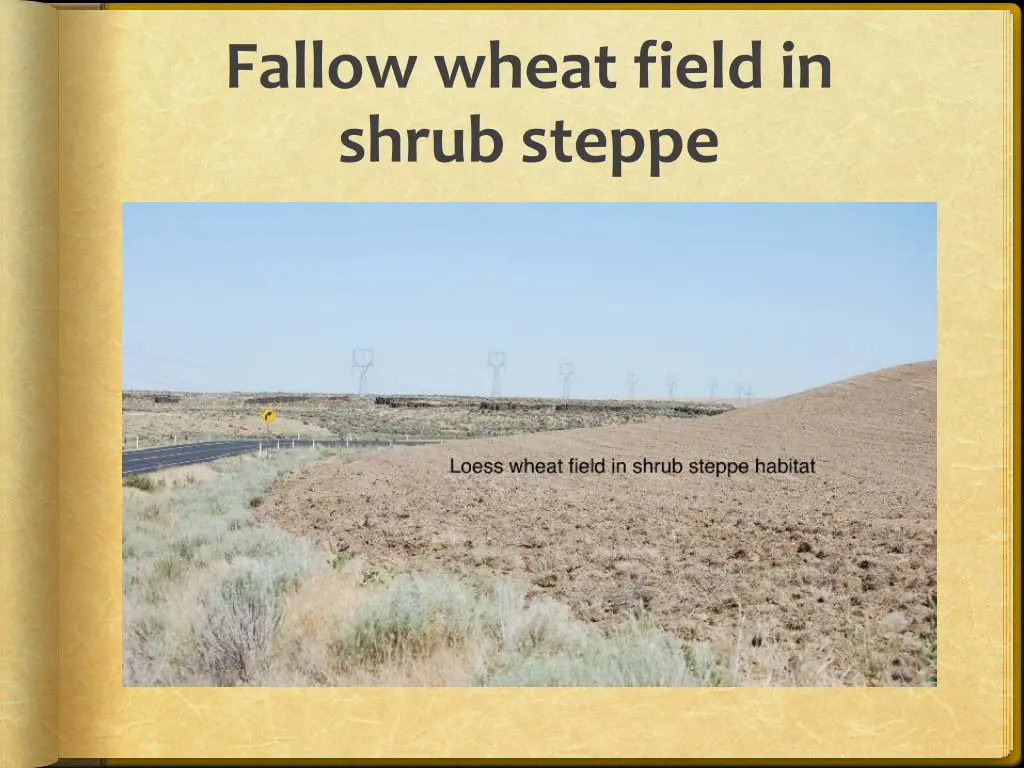 fallow wheat field in shrub steppe