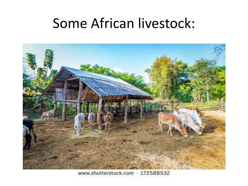 some african livestock