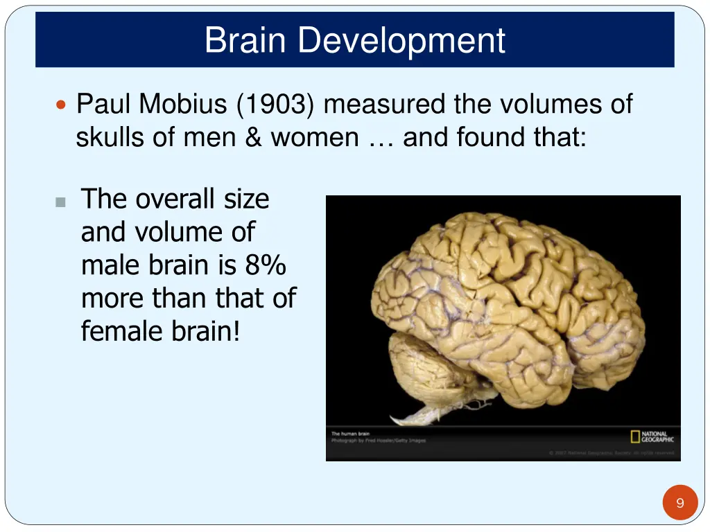 brain development