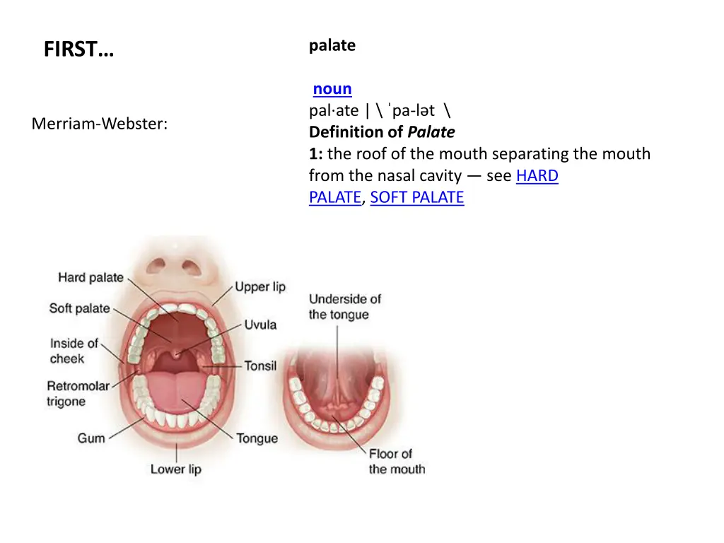 palate