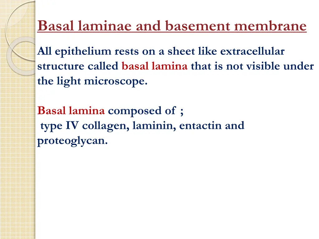 basal laminae and basement membrane