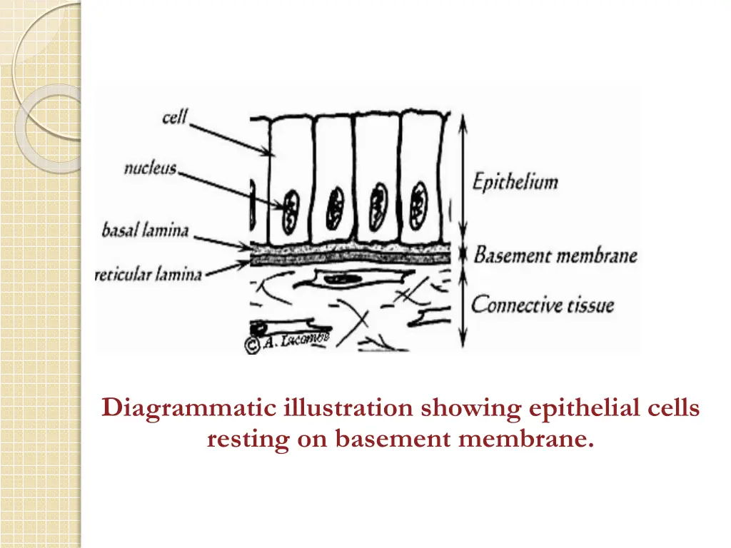 diagrammatic illustration showing epithelial