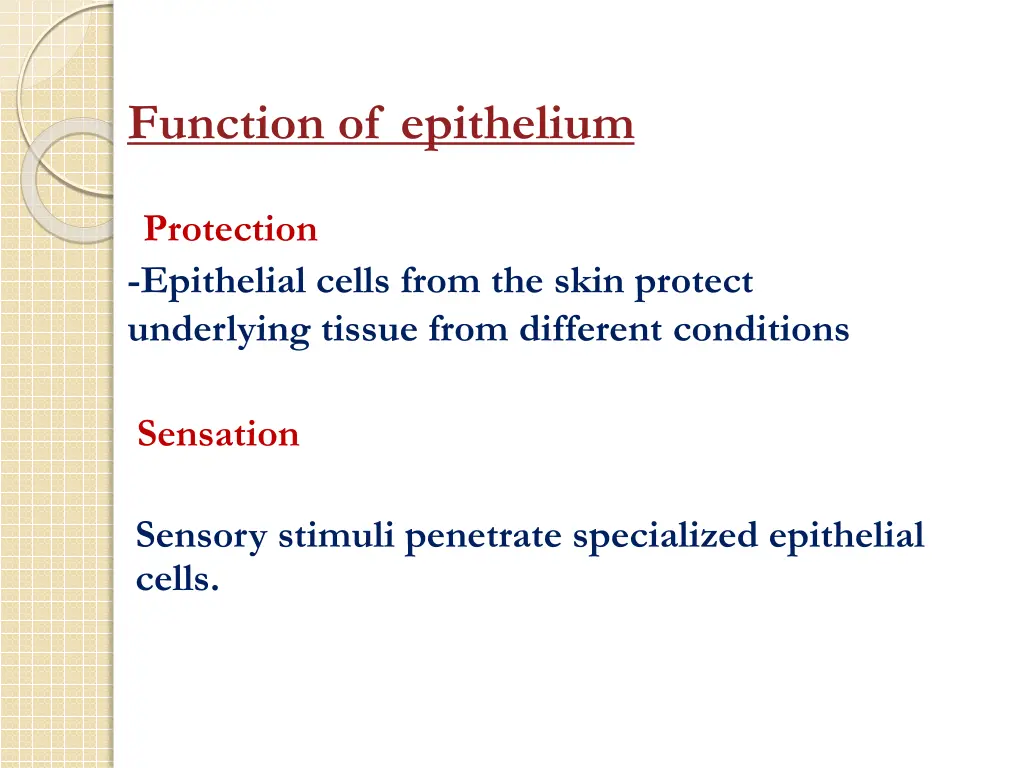 function of epithelium