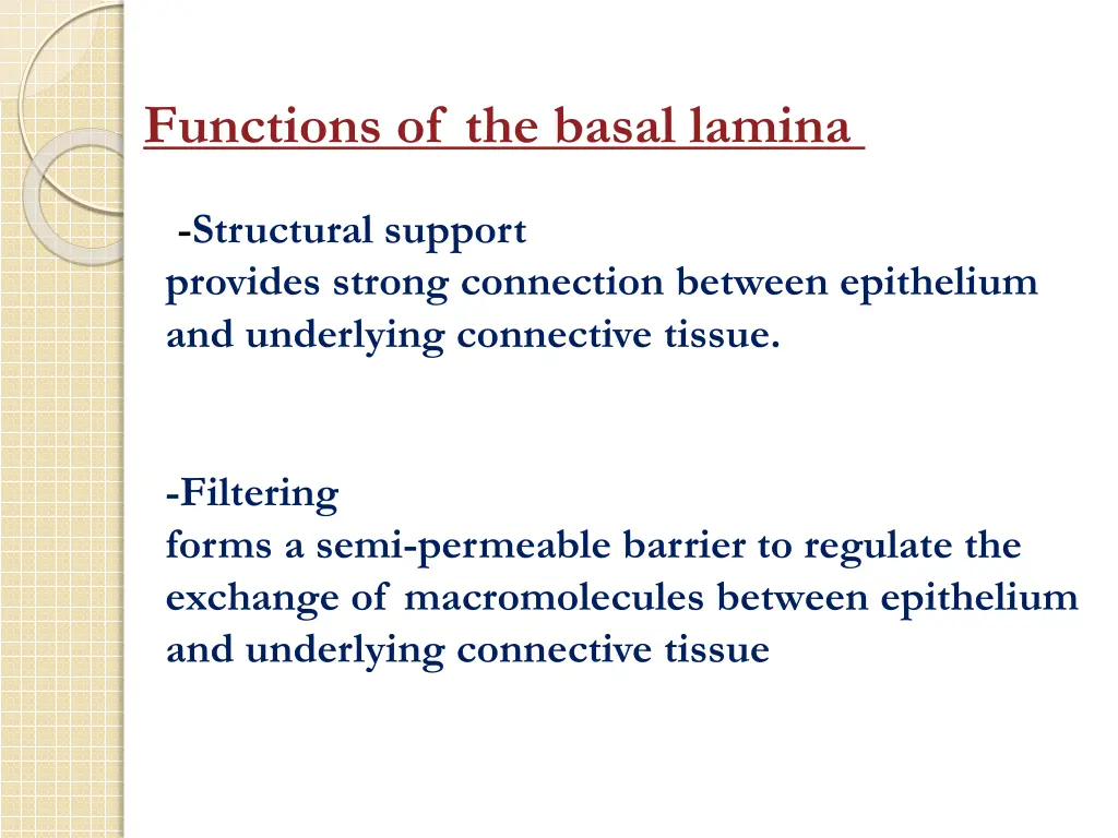 functions of the basal lamina