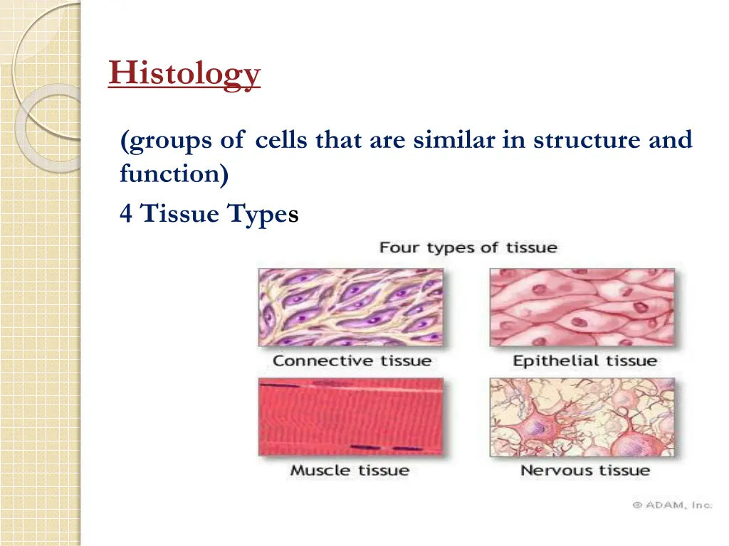 histology