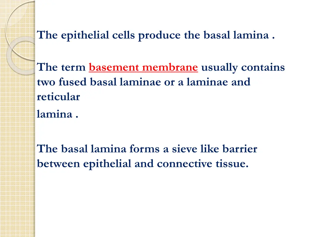 the epithelial cells produce the basal lamina