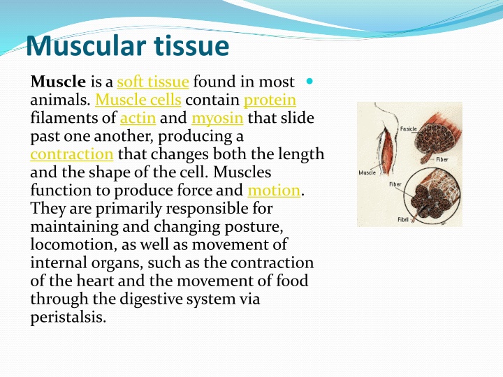 muscular tissue