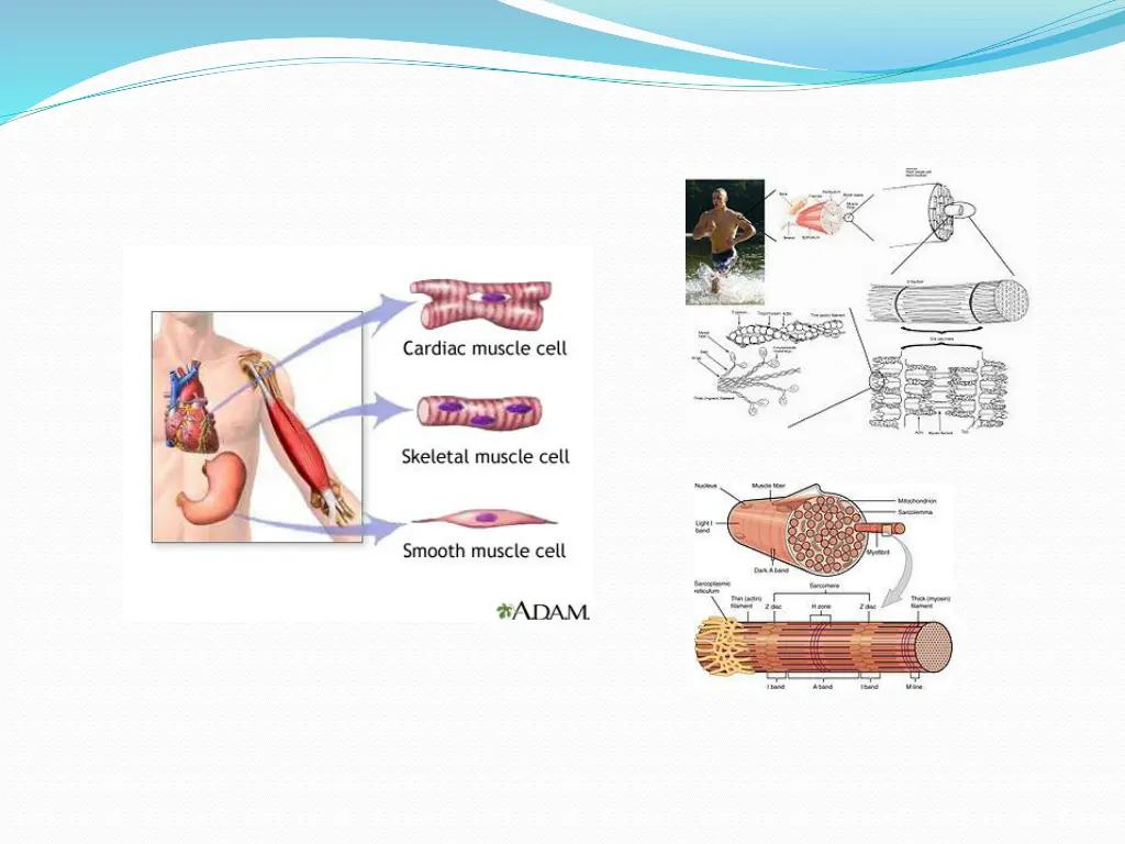 skeletal muscle jpg