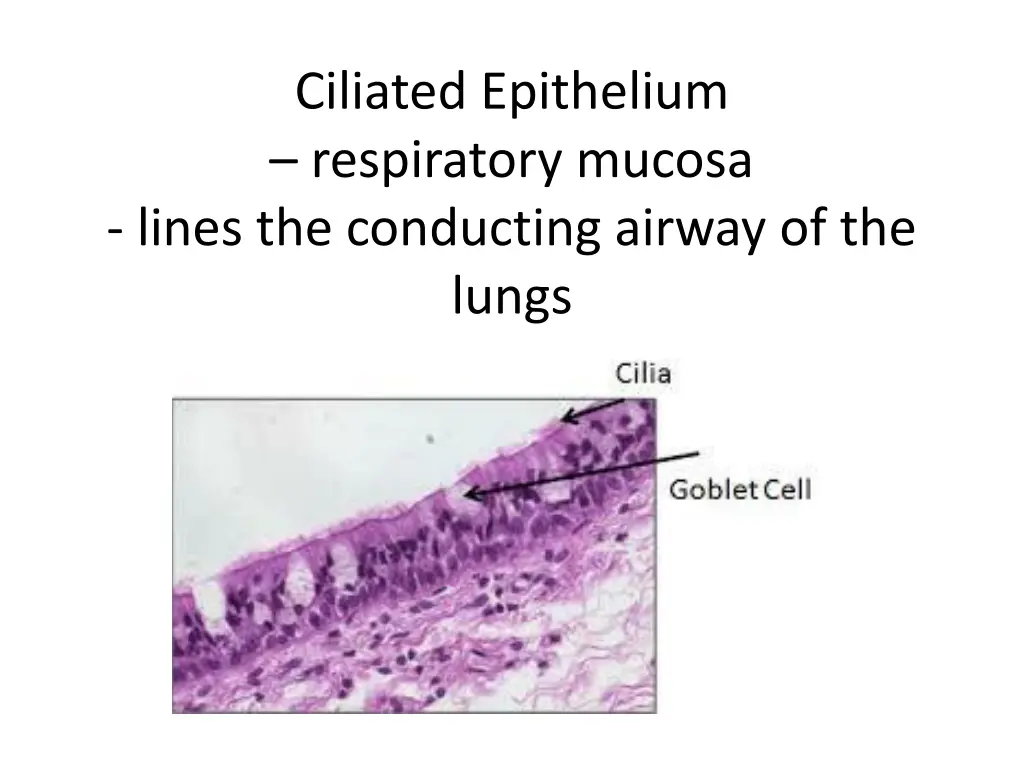 ciliated epithelium respiratory mucosa lines