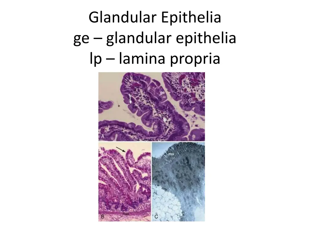 glandular epithelia ge glandular epithelia