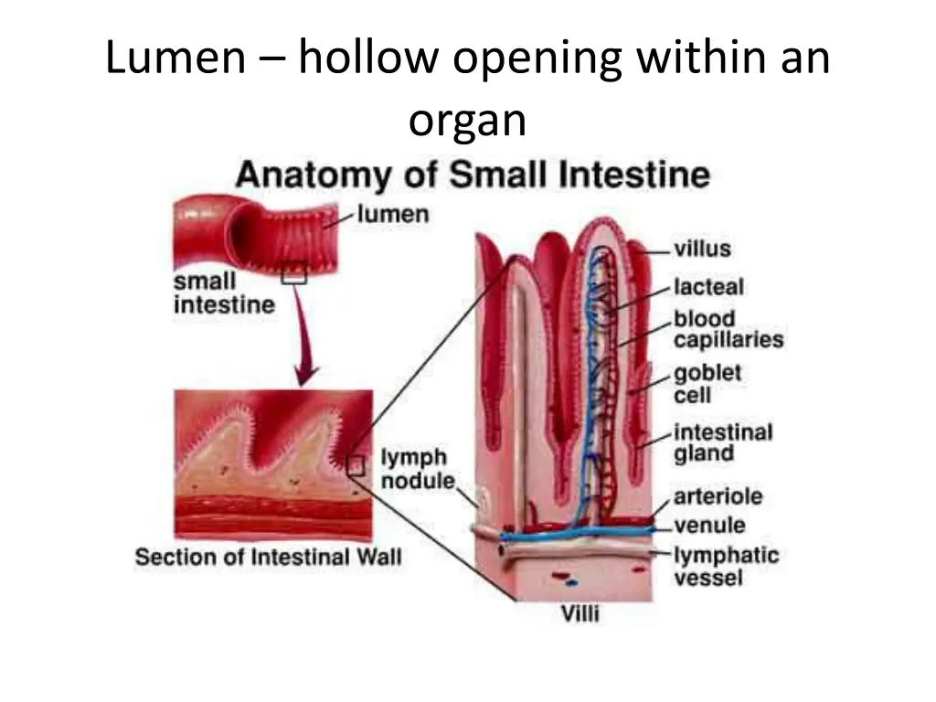 lumen hollow opening within an organ