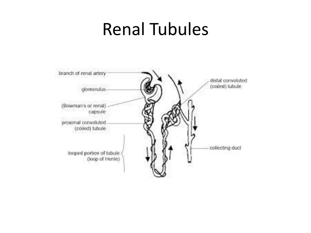 renal tubules 1