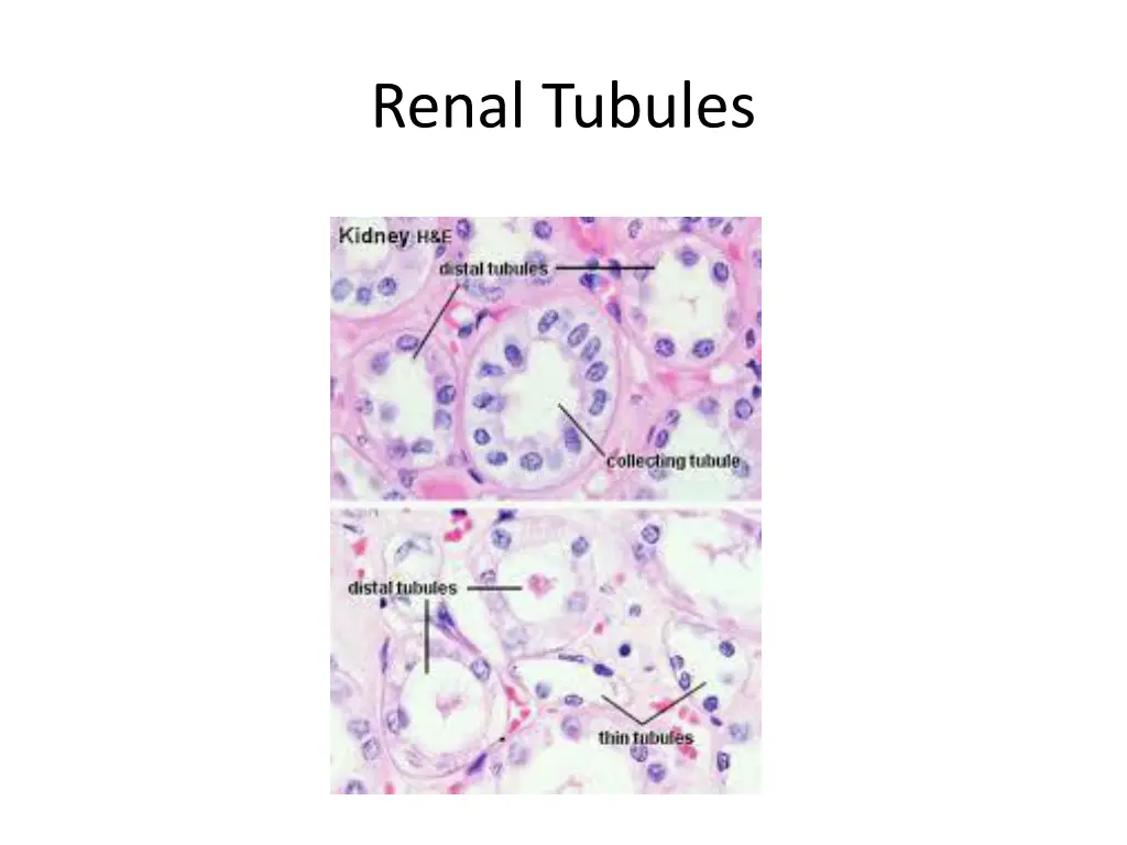 renal tubules