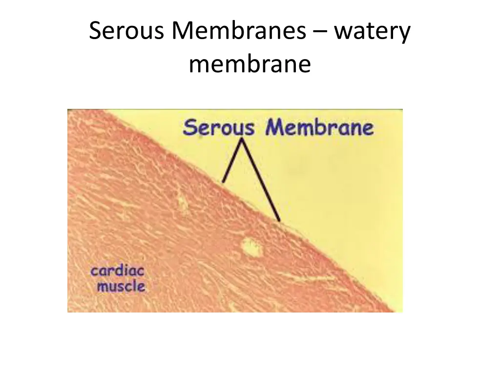 serous membranes watery membrane