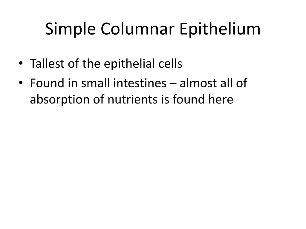 simple columnar epithelium