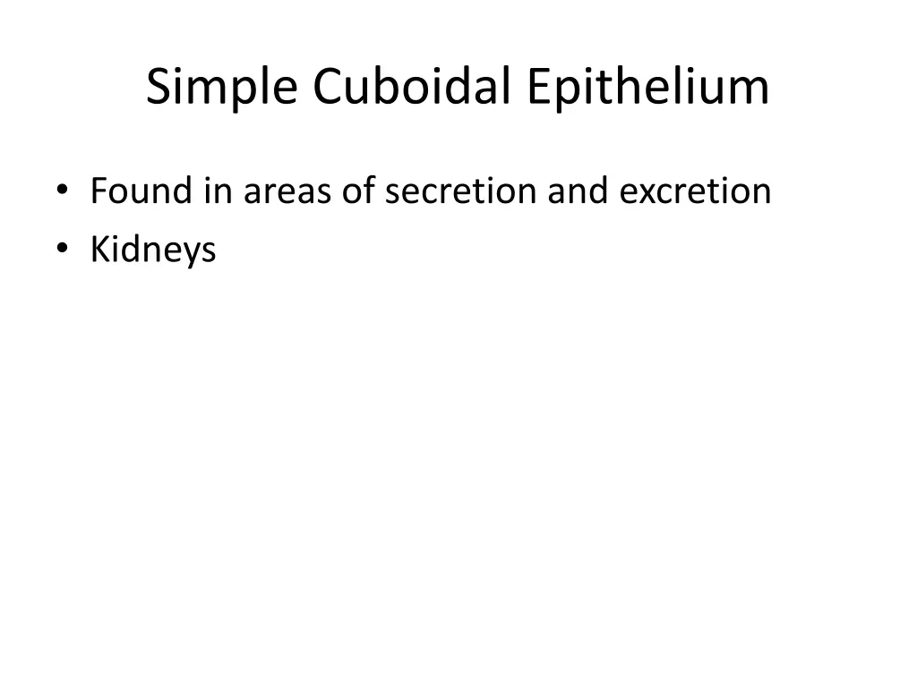 simple cuboidal epithelium