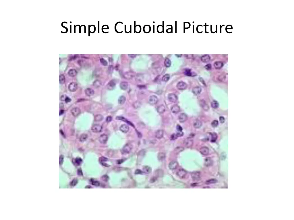 simple cuboidal picture