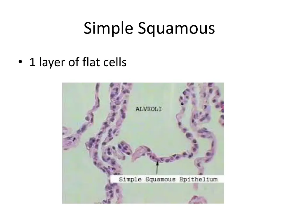 simple squamous