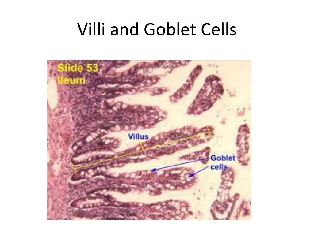 villi and goblet cells