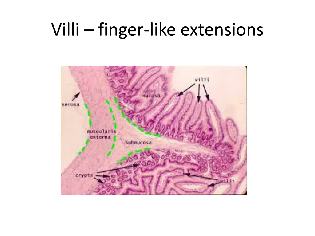 villi finger like extensions