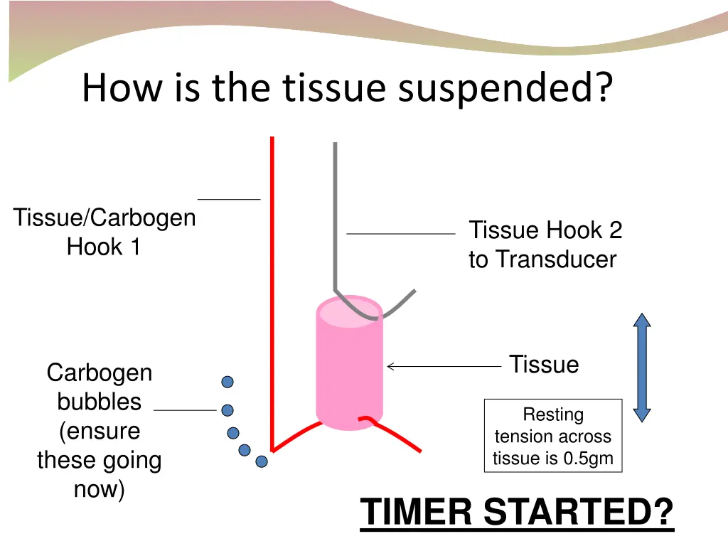 how is the tissue suspended