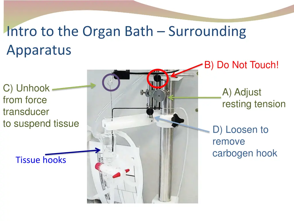 intro to the organ bath surrounding apparatus