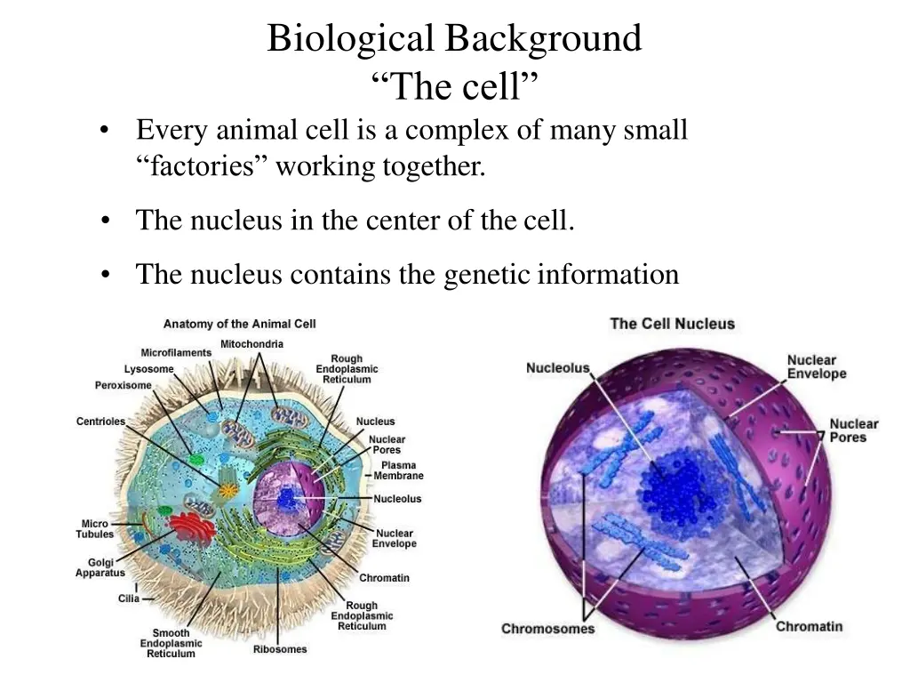 biological background the cell every animal cell