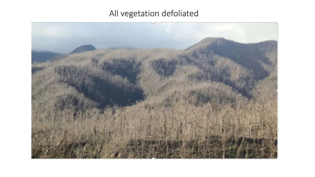 all vegetation defoliated