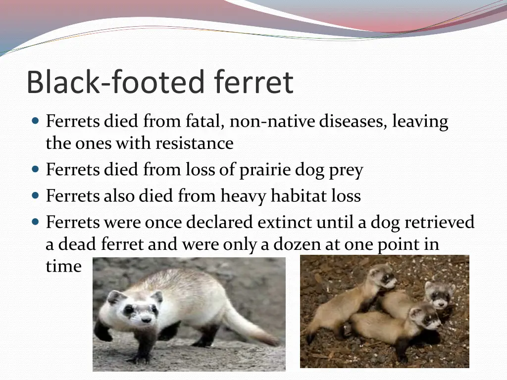 black footed ferret 1