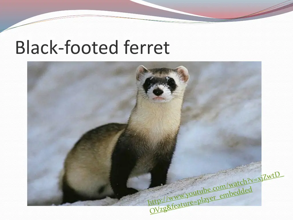 black footed ferret