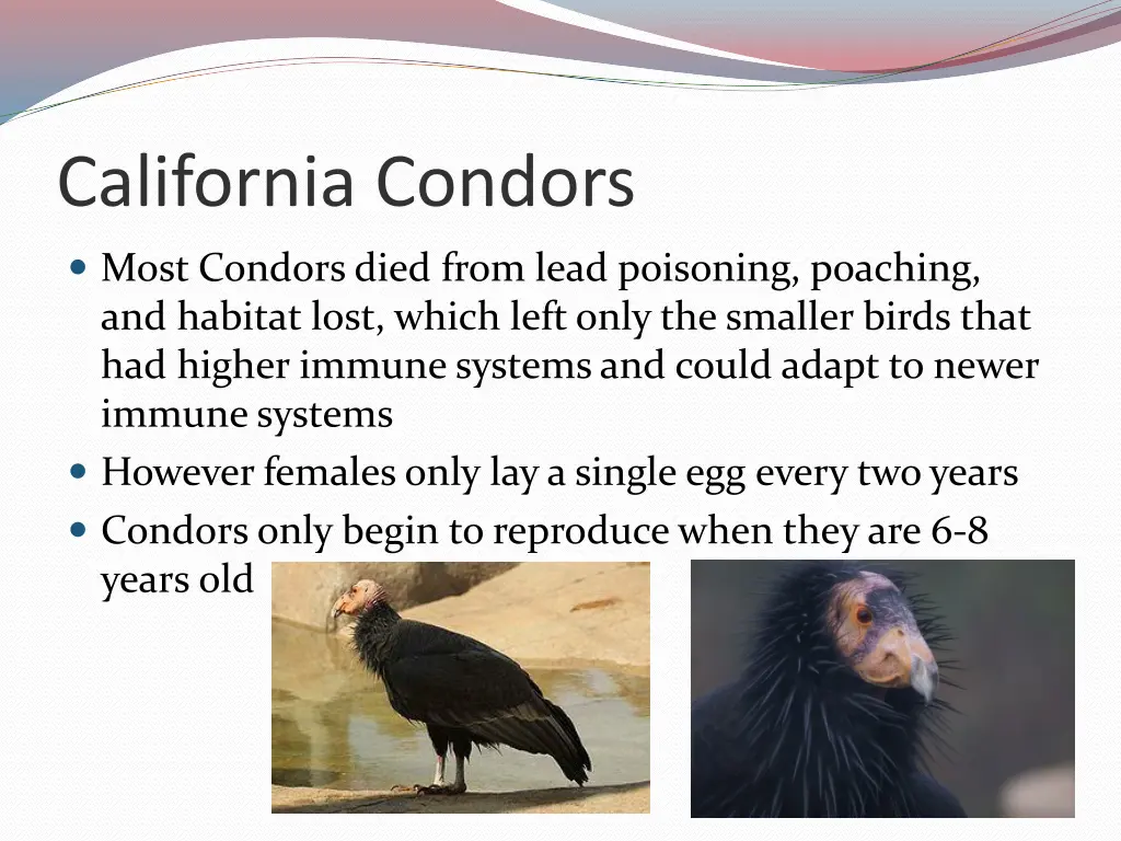 california condors 1