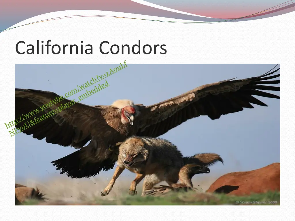 california condors