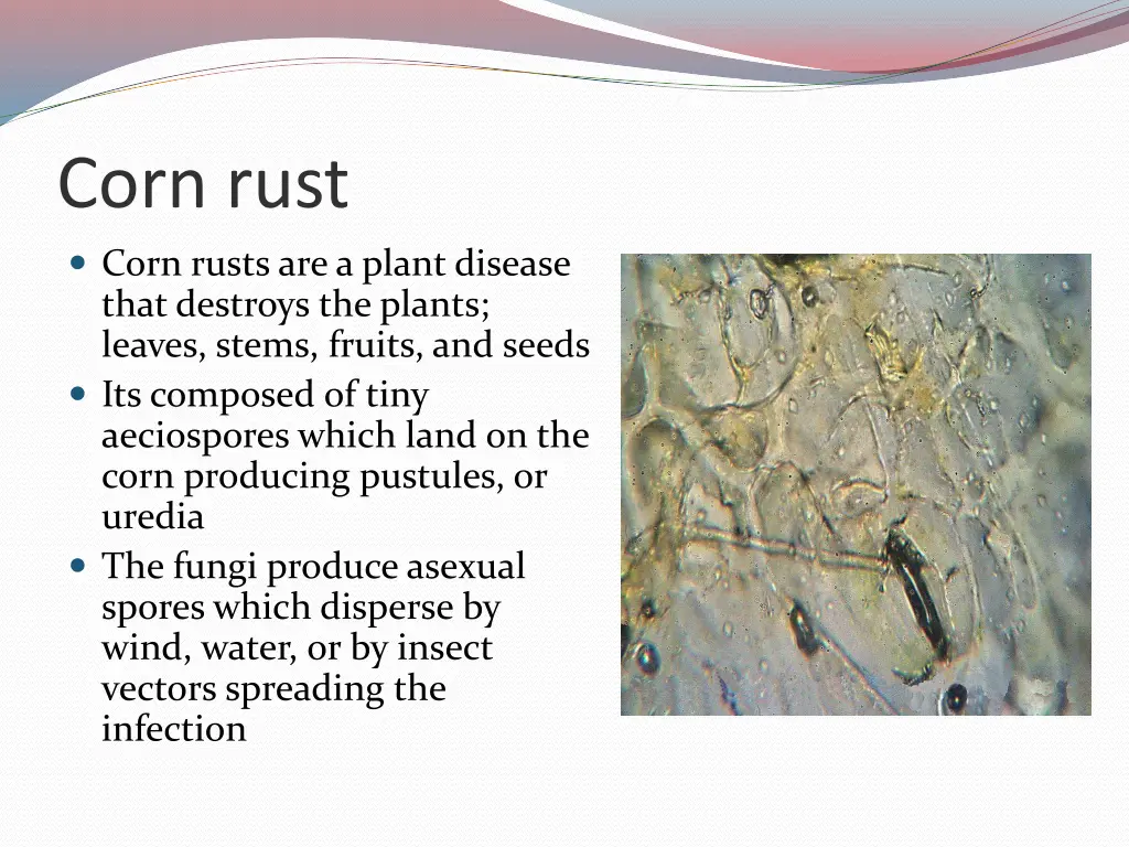 corn rust 1