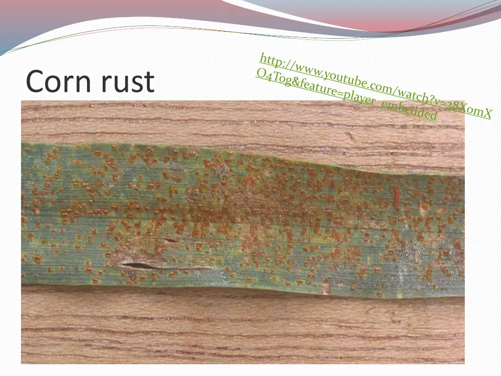 corn rust