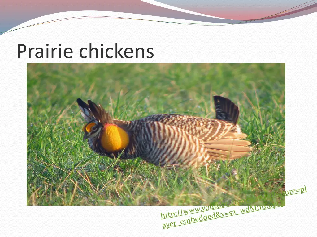 prairie chickens