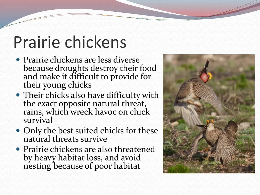 prairie chickens prairie chickens are less