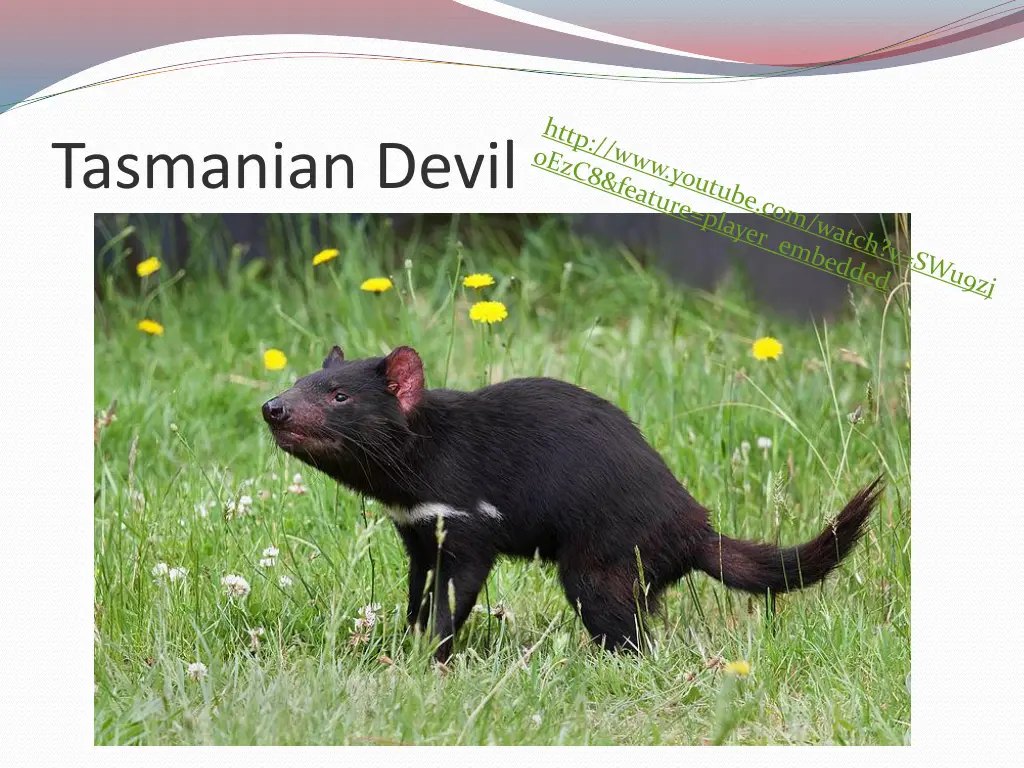 tasmanian devil