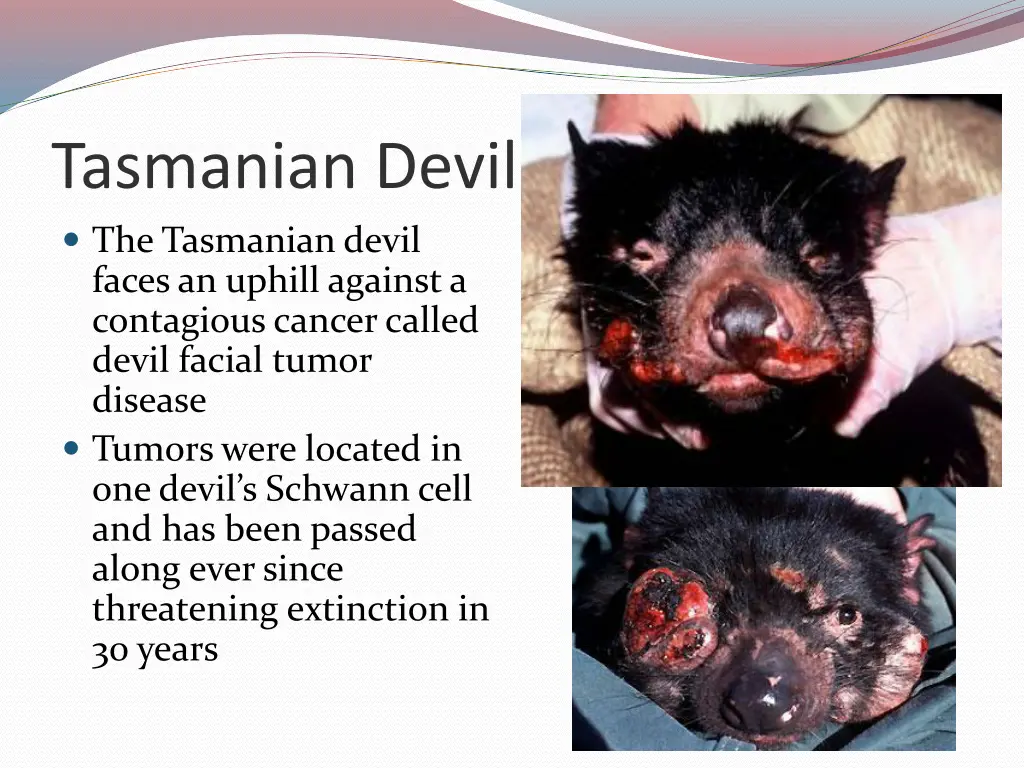 tasmanian devil the tasmanian devil faces