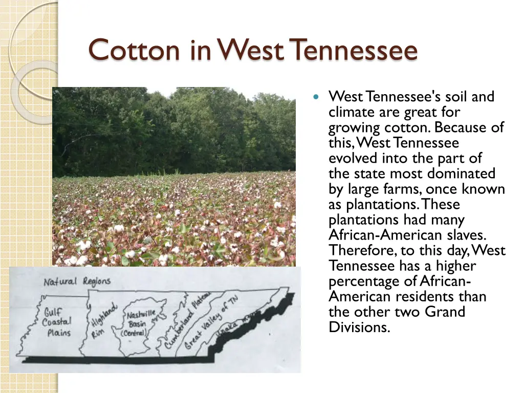 cotton in west tennessee