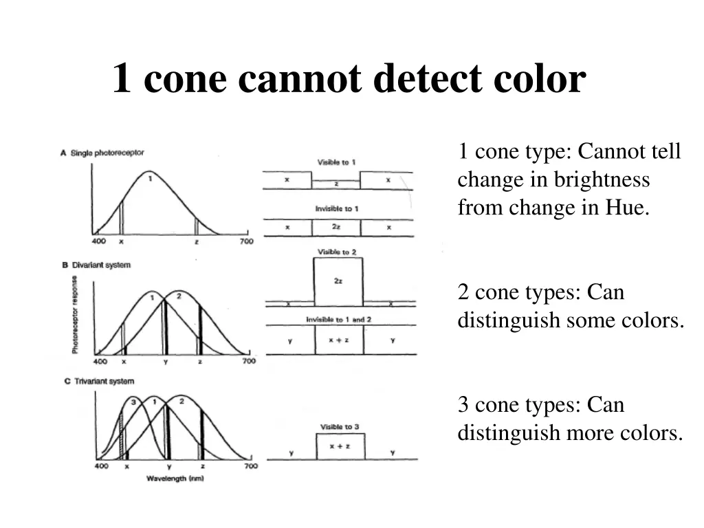 1 cone cannot detect color