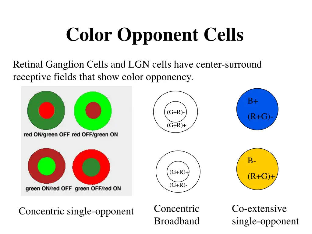 color opponent cells