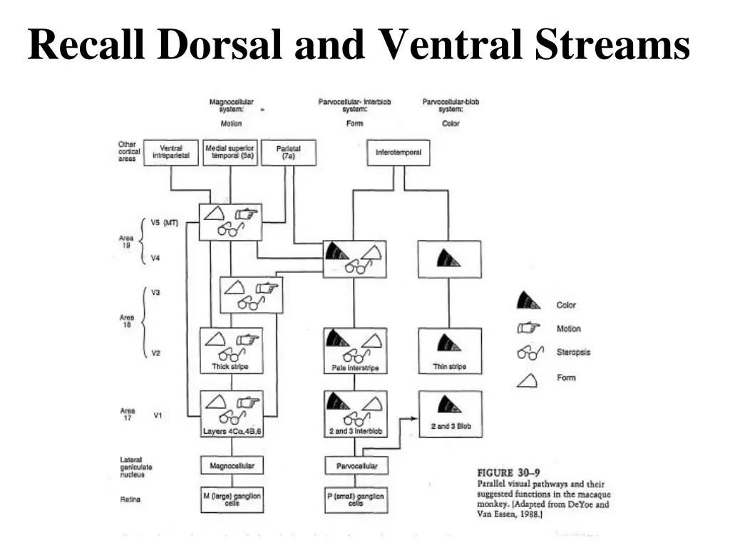 recall dorsal and ventral streams