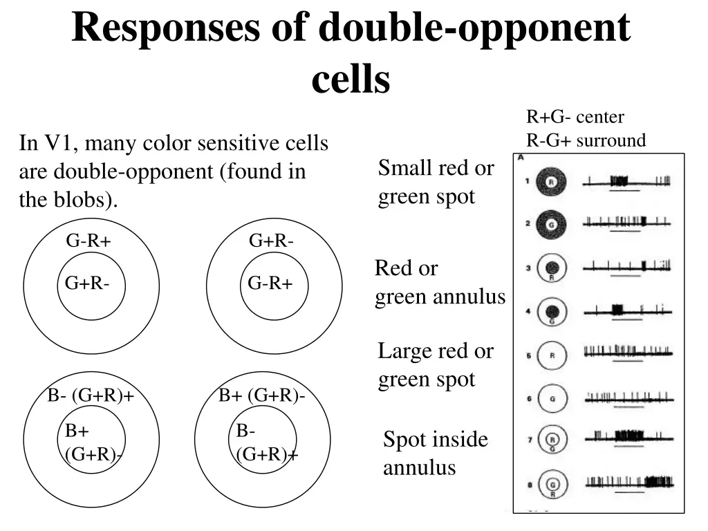 responses of double opponent cells